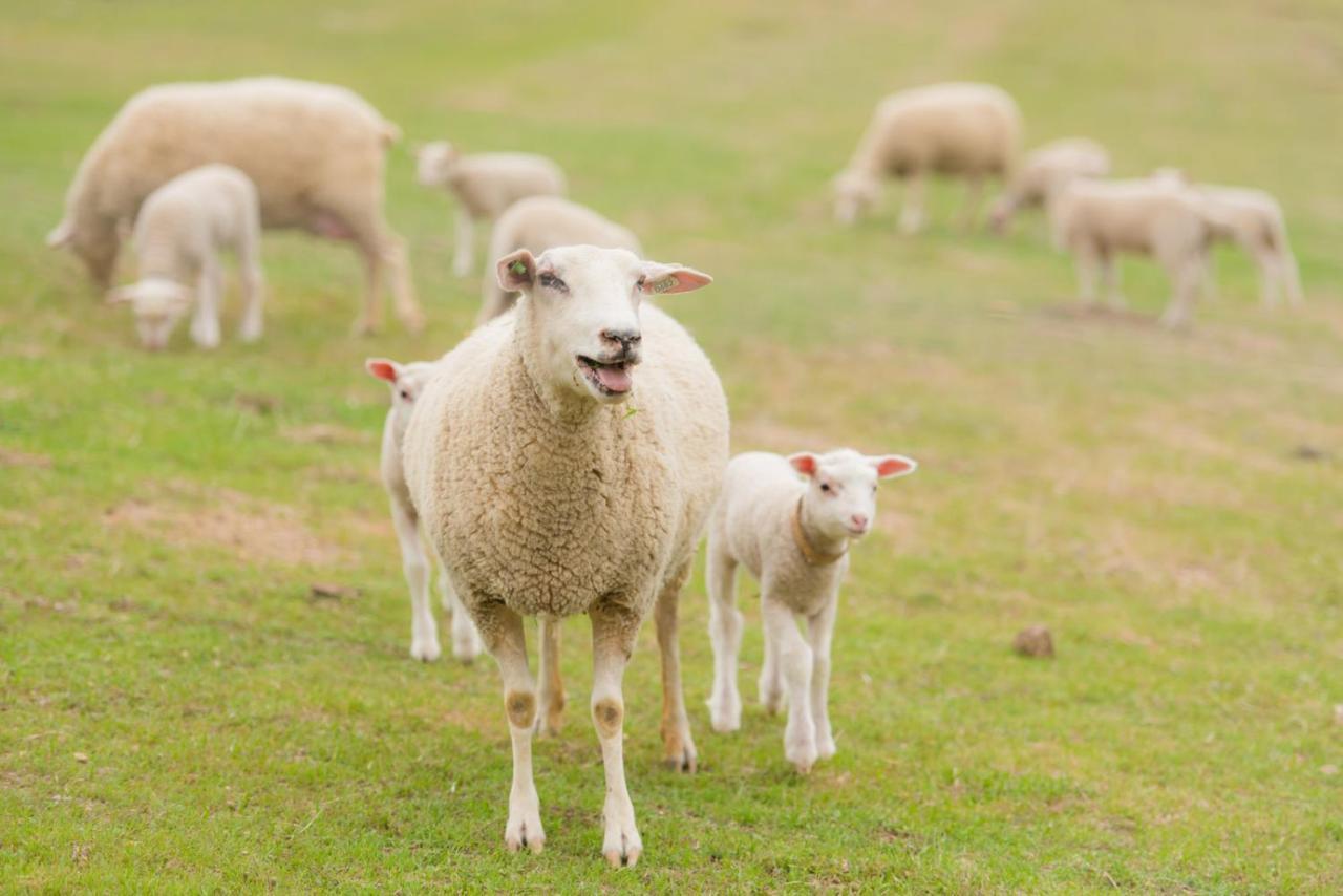 Reves De Moutons Ξενοδοχείο Paso Robles Εξωτερικό φωτογραφία