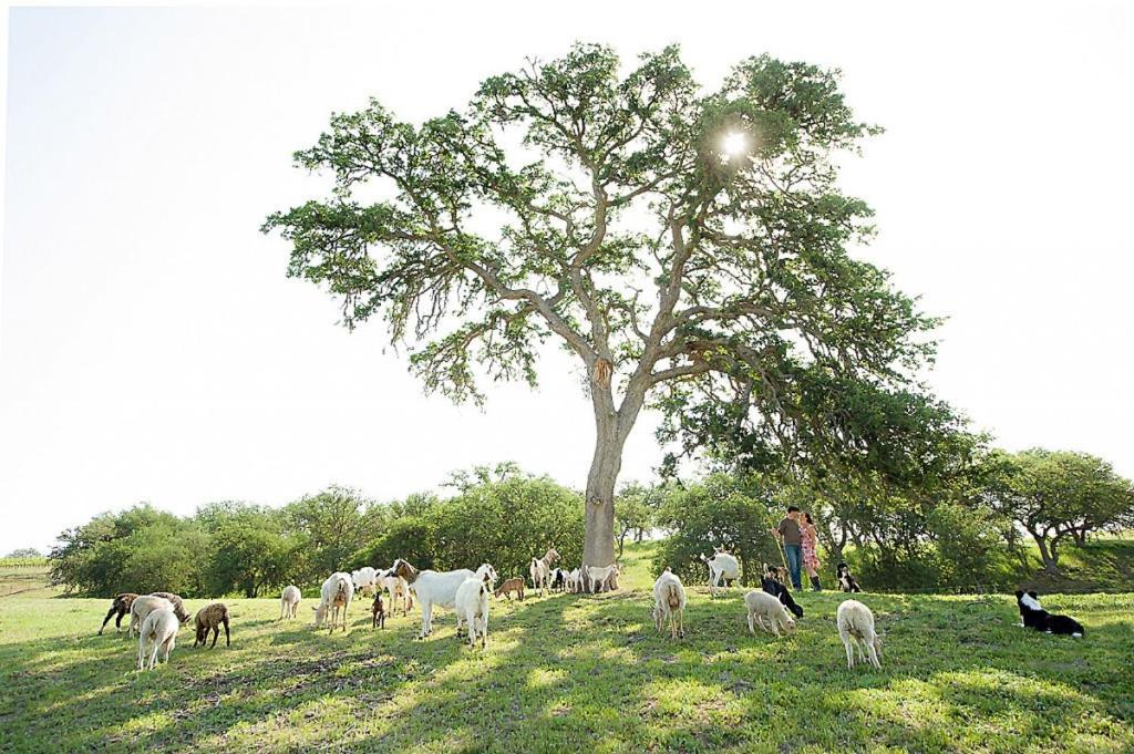 Reves De Moutons Ξενοδοχείο Paso Robles Εξωτερικό φωτογραφία
