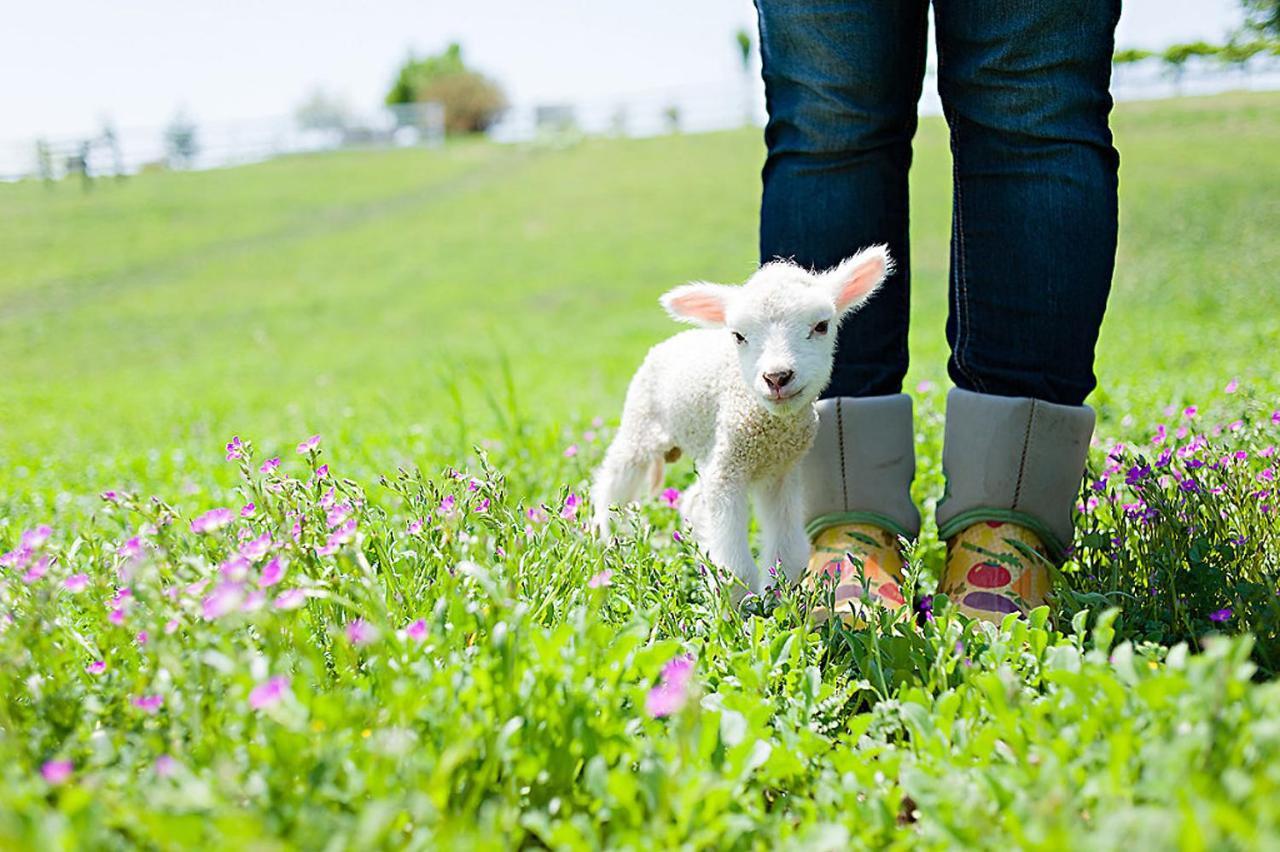 Reves De Moutons Ξενοδοχείο Paso Robles Εξωτερικό φωτογραφία