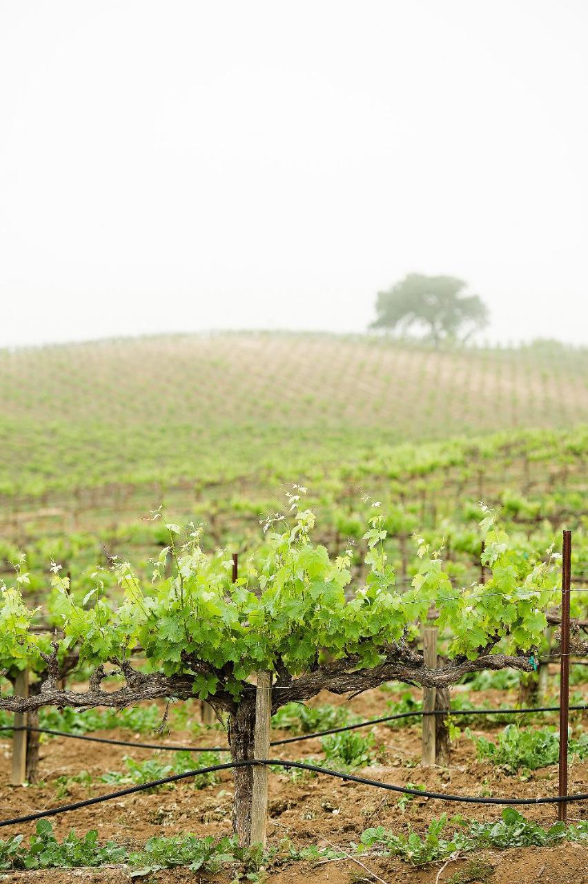 Reves De Moutons Ξενοδοχείο Paso Robles Εξωτερικό φωτογραφία