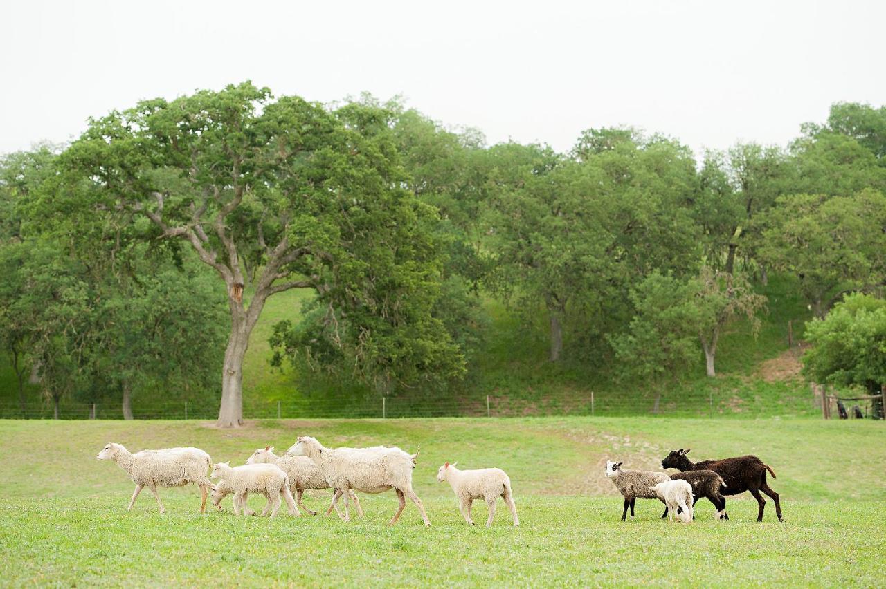 Reves De Moutons Ξενοδοχείο Paso Robles Εξωτερικό φωτογραφία