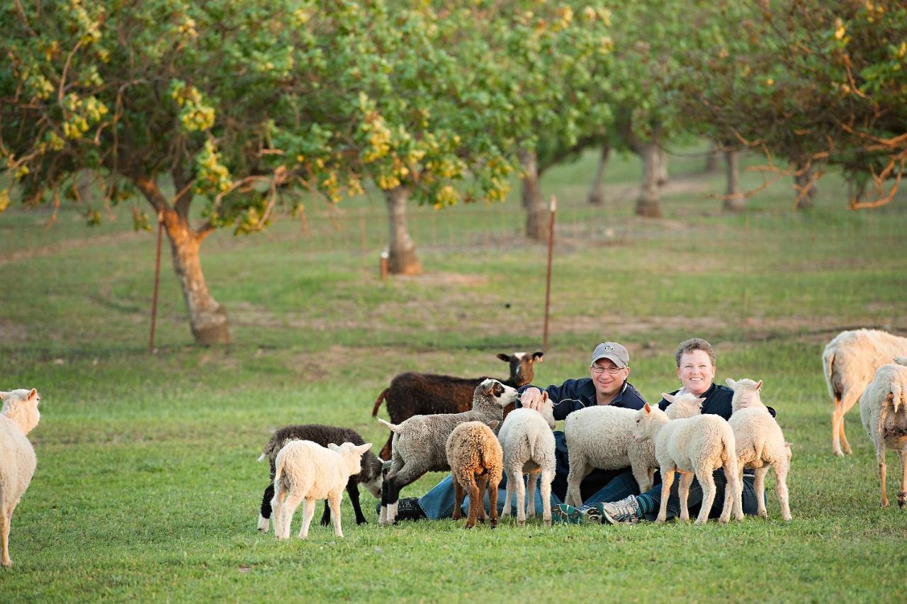 Reves De Moutons Ξενοδοχείο Paso Robles Εξωτερικό φωτογραφία