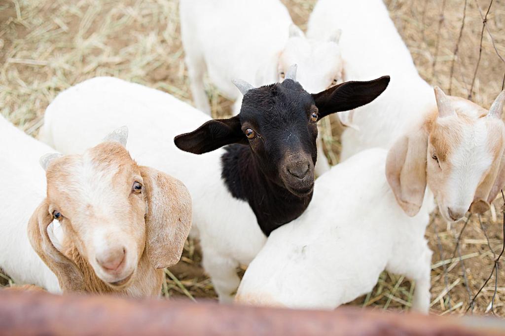 Reves De Moutons Ξενοδοχείο Paso Robles Εξωτερικό φωτογραφία