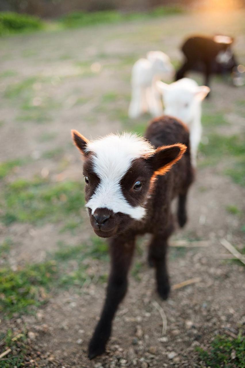 Reves De Moutons Ξενοδοχείο Paso Robles Εξωτερικό φωτογραφία