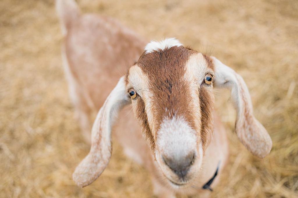Reves De Moutons Ξενοδοχείο Paso Robles Εξωτερικό φωτογραφία
