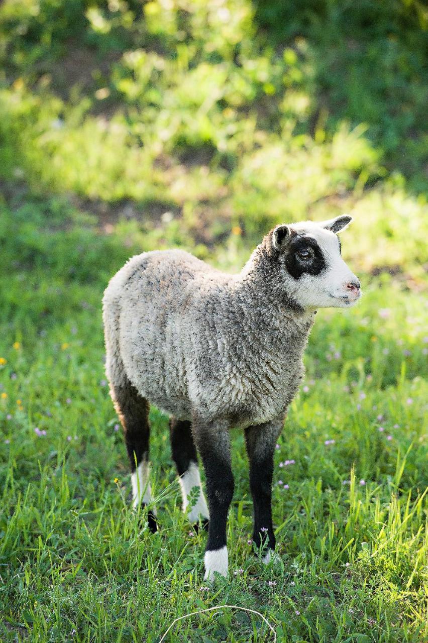 Reves De Moutons Ξενοδοχείο Paso Robles Εξωτερικό φωτογραφία