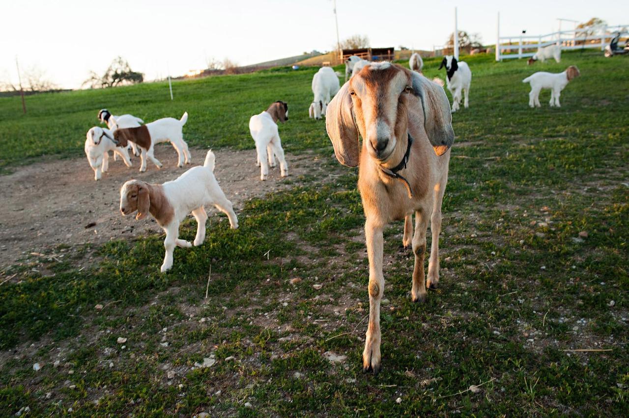 Reves De Moutons Ξενοδοχείο Paso Robles Εξωτερικό φωτογραφία