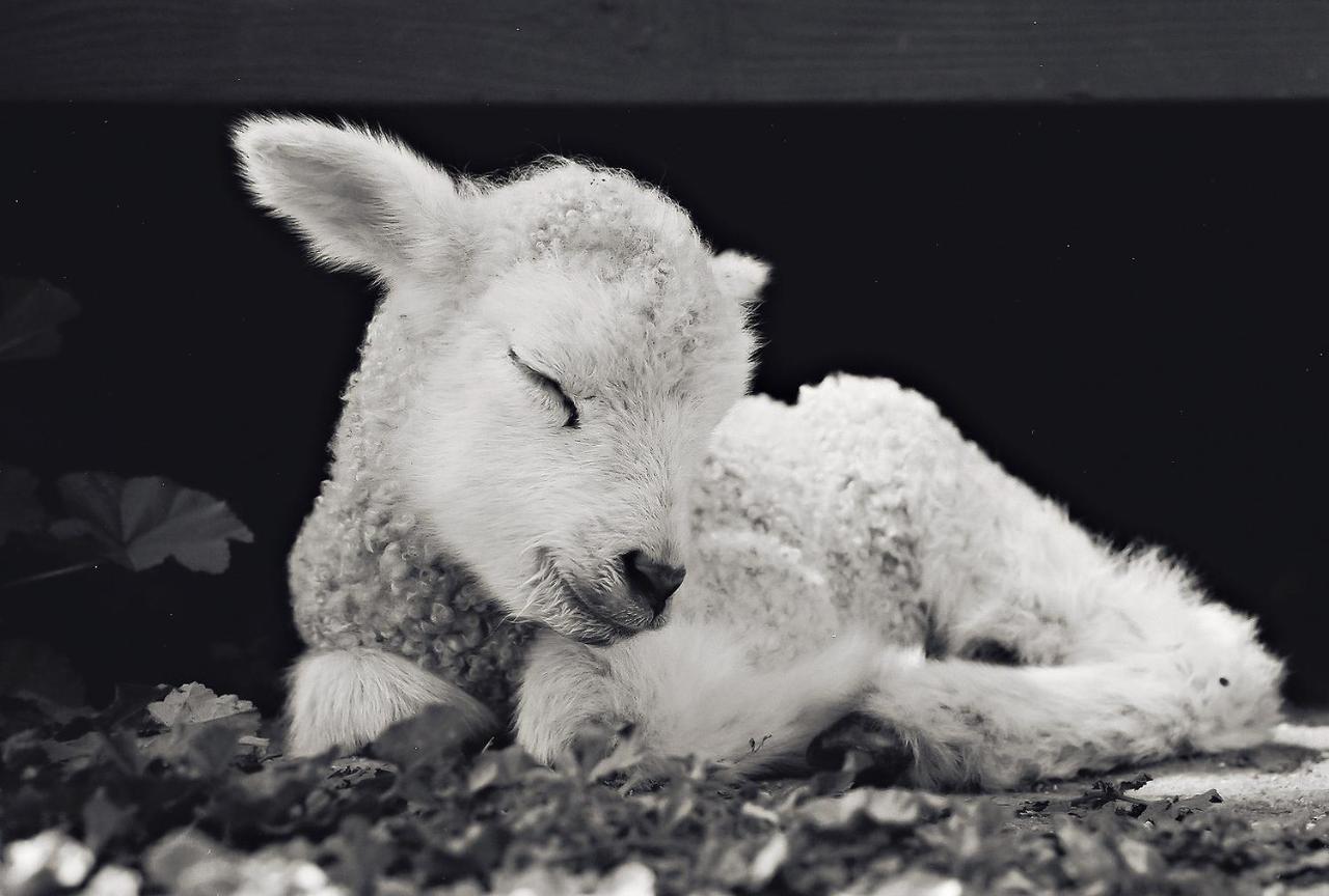Reves De Moutons Ξενοδοχείο Paso Robles Εξωτερικό φωτογραφία