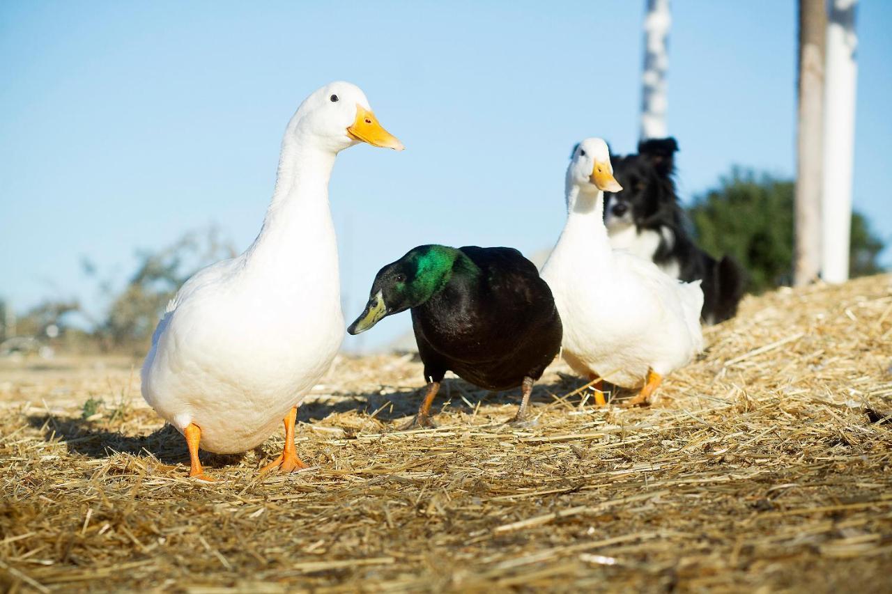 Reves De Moutons Ξενοδοχείο Paso Robles Εξωτερικό φωτογραφία