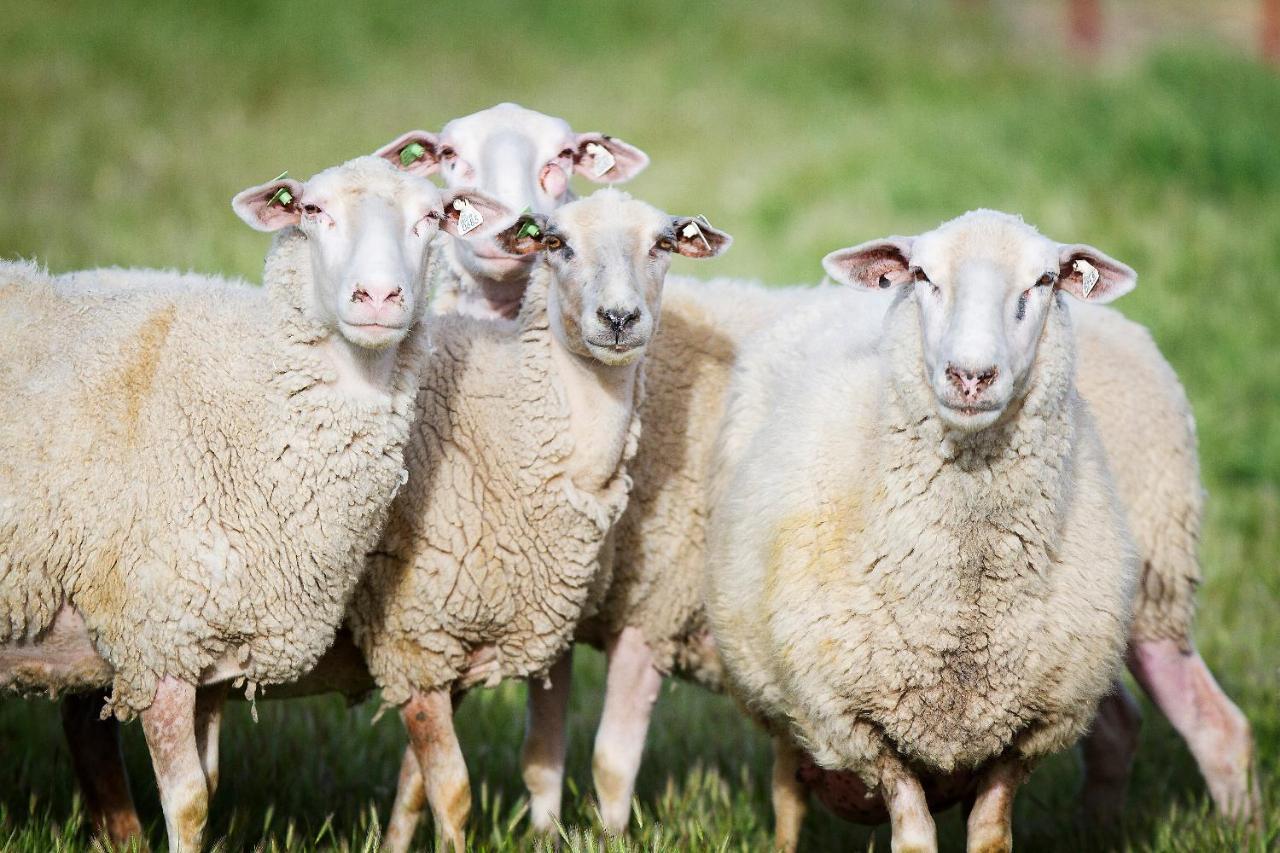 Reves De Moutons Ξενοδοχείο Paso Robles Εξωτερικό φωτογραφία