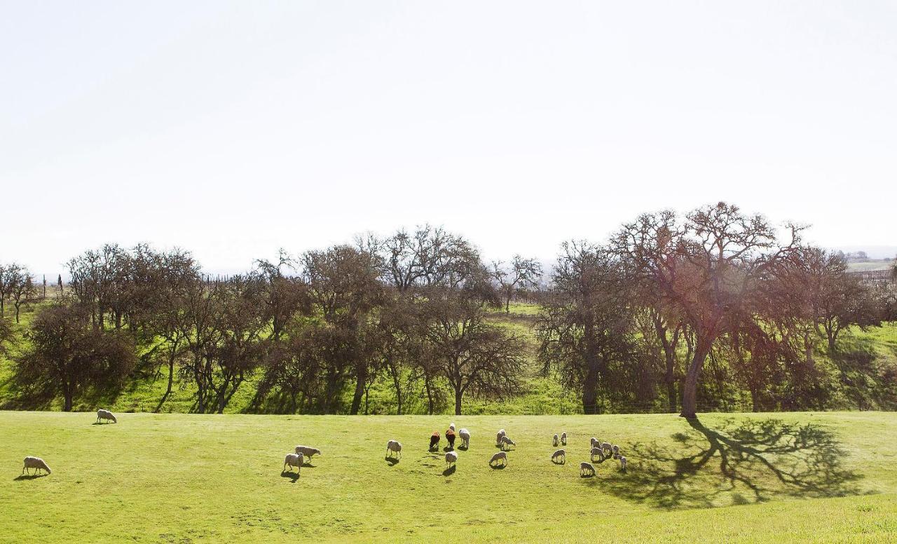 Reves De Moutons Ξενοδοχείο Paso Robles Εξωτερικό φωτογραφία