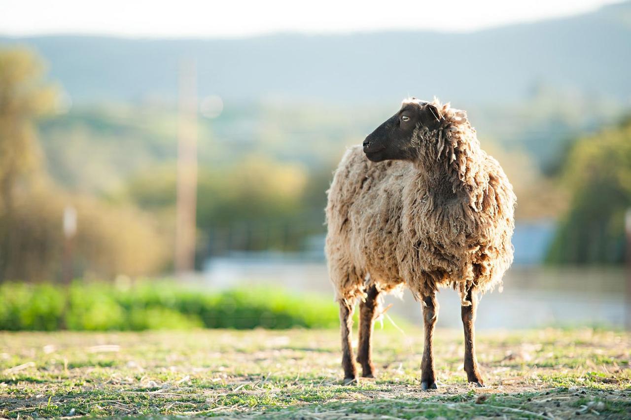 Reves De Moutons Ξενοδοχείο Paso Robles Εξωτερικό φωτογραφία