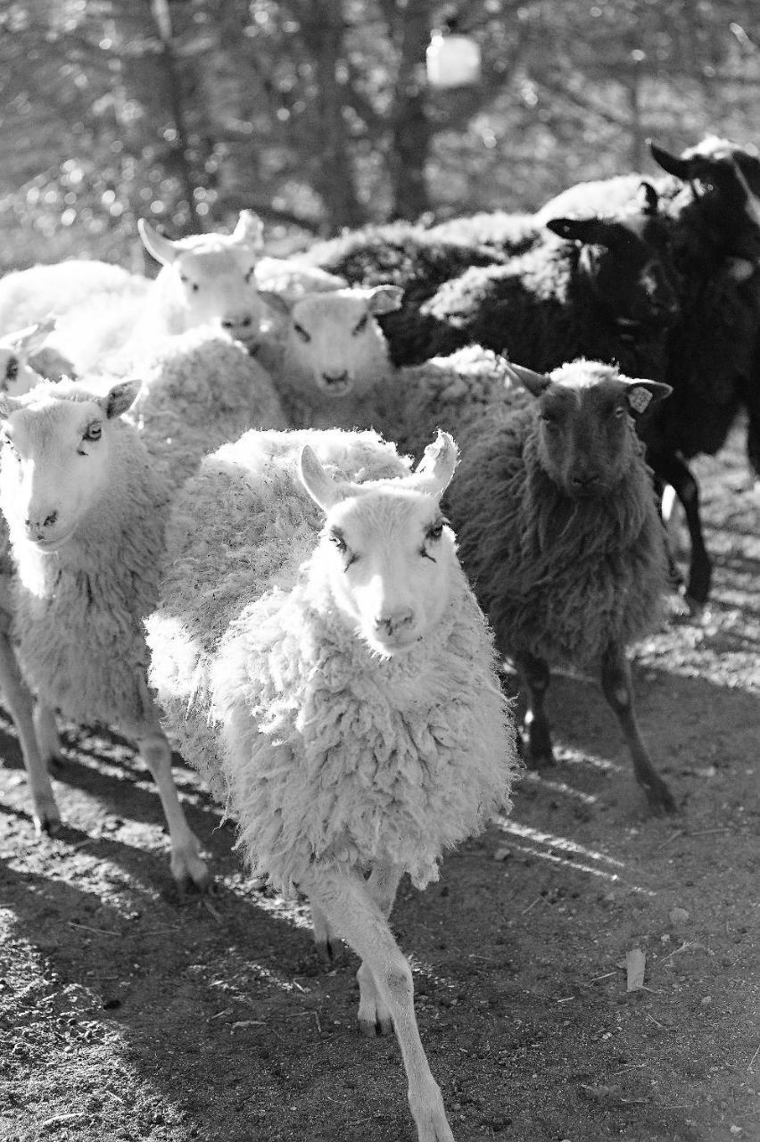 Reves De Moutons Ξενοδοχείο Paso Robles Εξωτερικό φωτογραφία