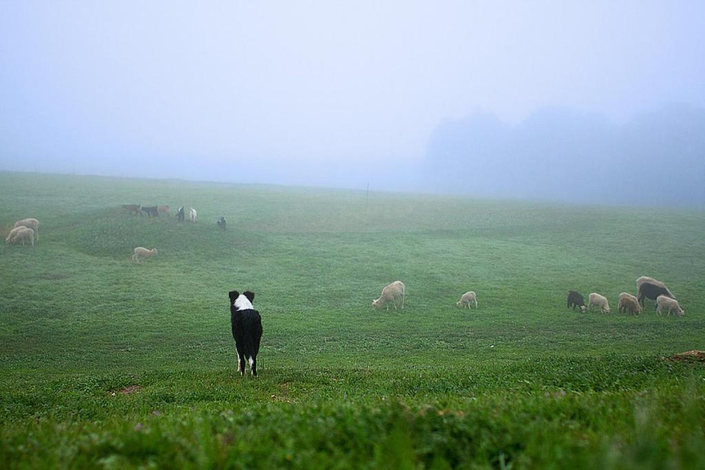Reves De Moutons Ξενοδοχείο Paso Robles Εξωτερικό φωτογραφία
