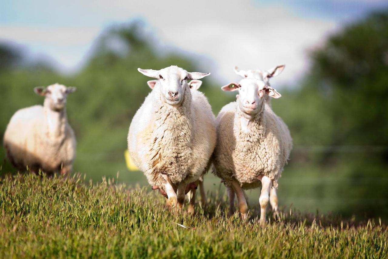 Reves De Moutons Ξενοδοχείο Paso Robles Εξωτερικό φωτογραφία