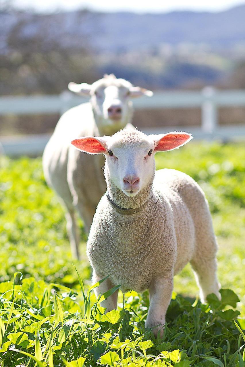 Reves De Moutons Ξενοδοχείο Paso Robles Εξωτερικό φωτογραφία