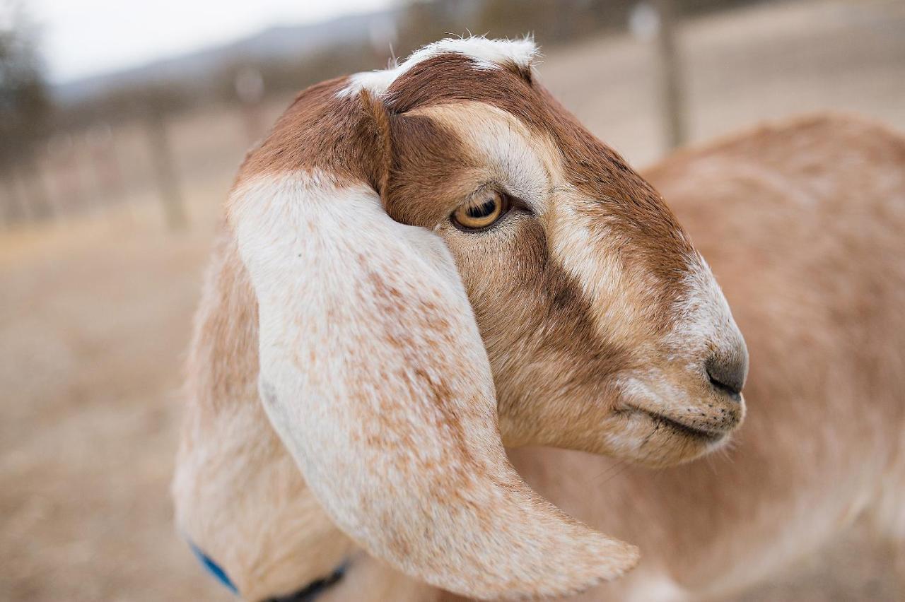 Reves De Moutons Ξενοδοχείο Paso Robles Εξωτερικό φωτογραφία