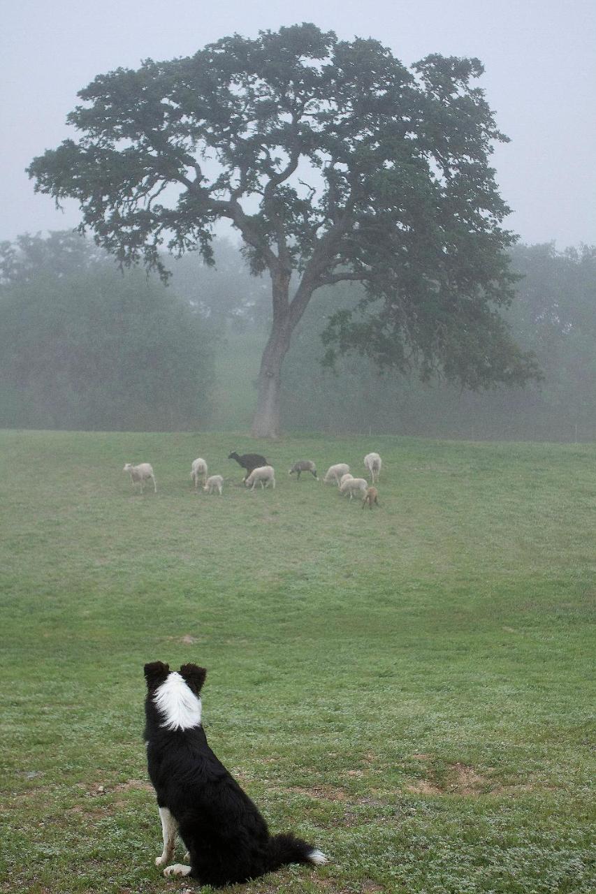 Reves De Moutons Ξενοδοχείο Paso Robles Εξωτερικό φωτογραφία